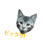 アメショの大吉くんのひとこと（個別スタンプ：26）