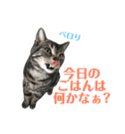アメショの大吉くんのひとこと（個別スタンプ：29）