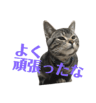 アメショの大吉くんのひとこと（個別スタンプ：30）