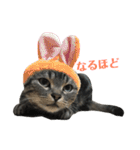 アメショの大吉くんのひとこと（個別スタンプ：31）