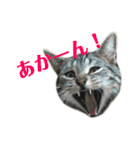 アメショの大吉くんのひとこと（個別スタンプ：32）