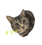 アメショの大吉くんのひとこと（個別スタンプ：33）