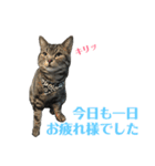 アメショの大吉くんのひとこと（個別スタンプ：34）
