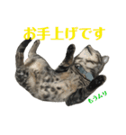 アメショの大吉くんのひとこと（個別スタンプ：35）