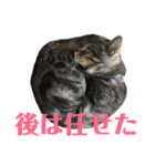 アメショの大吉くんのひとこと（個別スタンプ：36）