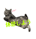 アメショの大吉くんのひとこと（個別スタンプ：37）