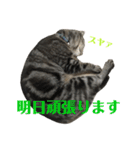 アメショの大吉くんのひとこと（個別スタンプ：39）