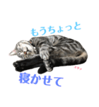 アメショの大吉くんのひとこと（個別スタンプ：40）