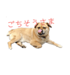 ぼく、ぎん（個別スタンプ：11）