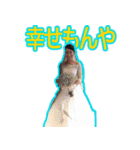 女帝河原林と舎弟野嵜（個別スタンプ：11）