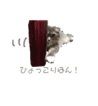 スコティッシュフォールドのソルト（個別スタンプ：17）