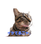 ペケにゃん♪（個別スタンプ：1）