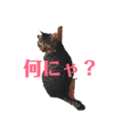 ペケにゃん♪（個別スタンプ：2）