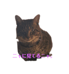 ペケにゃん♪（個別スタンプ：3）