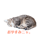 ペケにゃん♪（個別スタンプ：4）