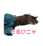 ペケにゃん♪（個別スタンプ：6）