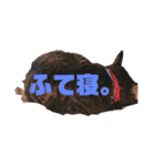 ペケにゃん♪（個別スタンプ：7）