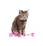 ペケにゃん♪（個別スタンプ：8）
