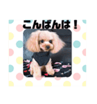 アンジーのご挨拶！Part2（個別スタンプ：12）