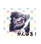 ACEくんstamp（個別スタンプ：3）