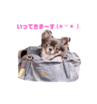 チワワREMのつぶやき。（個別スタンプ：6）