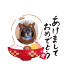 チワワREMのつぶやき。（個別スタンプ：12）