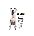 犬—ダルメシアン（個別スタンプ：1）