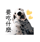 犬—ダルメシアン（個別スタンプ：2）