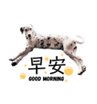 犬—ダルメシアン（個別スタンプ：5）
