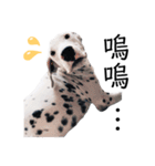 犬—ダルメシアン（個別スタンプ：7）