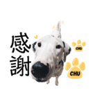犬—ダルメシアン（個別スタンプ：10）