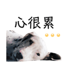 犬—ダルメシアン（個別スタンプ：12）