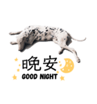 犬—ダルメシアン（個別スタンプ：13）