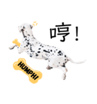 犬—ダルメシアン（個別スタンプ：15）