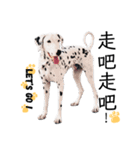 犬—ダルメシアン（個別スタンプ：16）