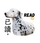 犬—ダルメシアン（個別スタンプ：17）