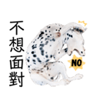 犬—ダルメシアン（個別スタンプ：19）