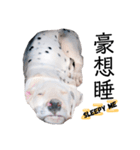 犬—ダルメシアン（個別スタンプ：20）