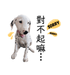 犬—ダルメシアン（個別スタンプ：21）
