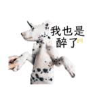犬—ダルメシアン（個別スタンプ：23）