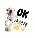 犬—ダルメシアン（個別スタンプ：25）