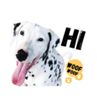 犬—ダルメシアン（個別スタンプ：26）