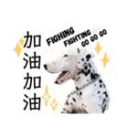 犬—ダルメシアン（個別スタンプ：28）