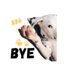 犬—ダルメシアン（個別スタンプ：29）