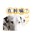 犬—ダルメシアン（個別スタンプ：30）
