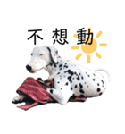 犬—ダルメシアン（個別スタンプ：31）