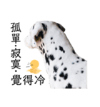 犬—ダルメシアン（個別スタンプ：32）