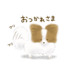 ふわふわパピヨン（個別スタンプ：3）