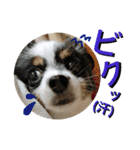 ちんちくりんの日常。（個別スタンプ：3）