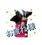 ちんちくりんの日常。（個別スタンプ：7）